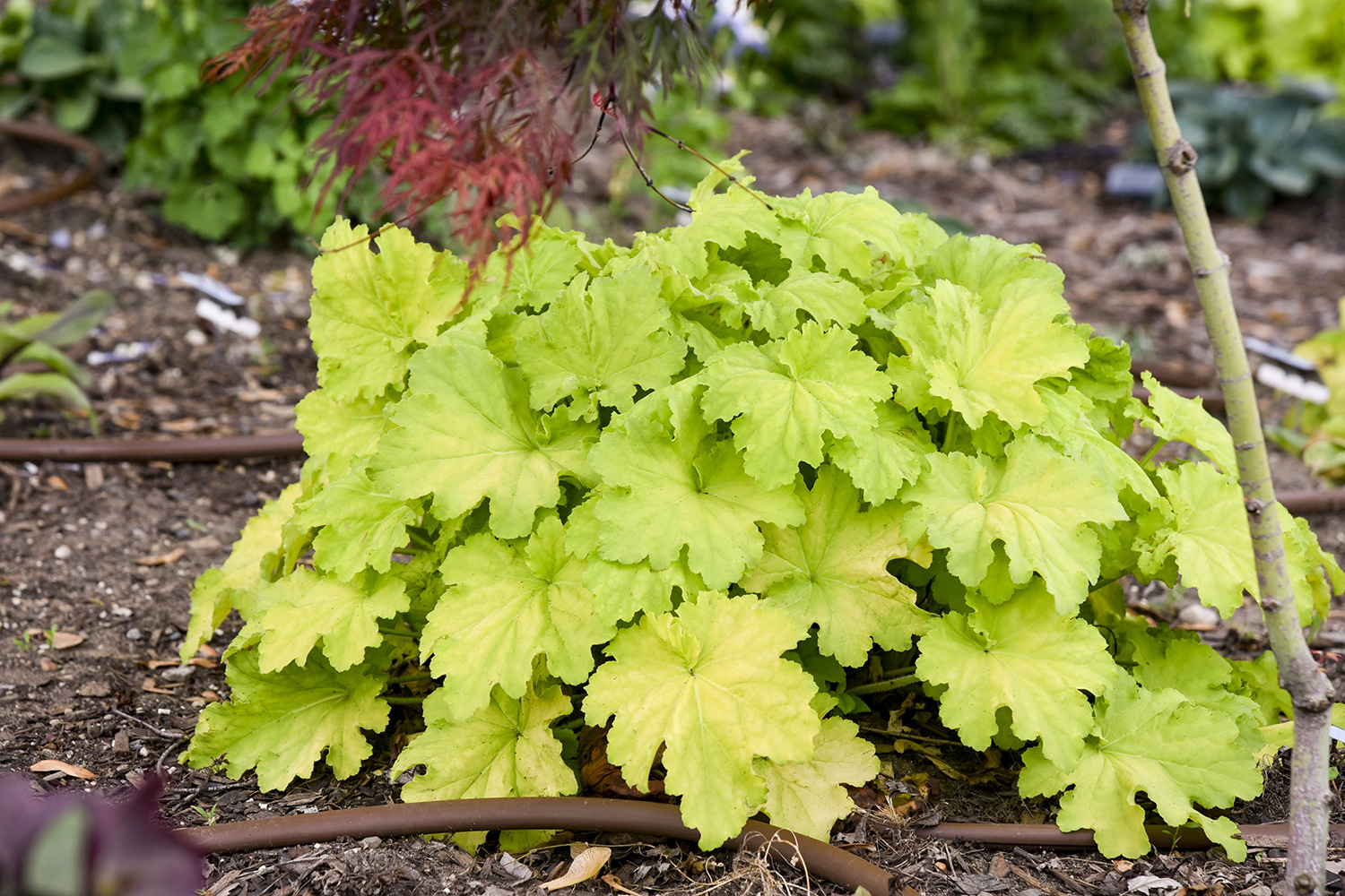 Heuchera